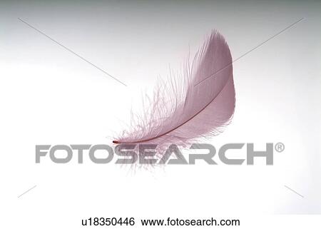 Purple feather, white background View Large Photo Image Stock Photograph - Purple feather, white background. Fotosearch