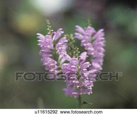 Stock Image - Purple flowers, close up, Kamakura city, Kanagawa prefecture, Japan. Fotosearch
