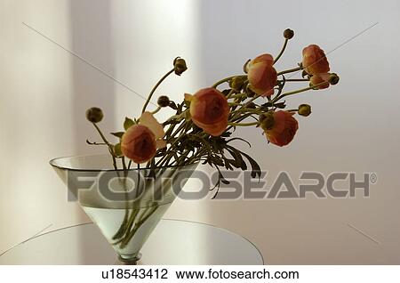 Ranunculus in vase View Large Photo Image Stock Image - Ranunculus in vase. Fotosearch