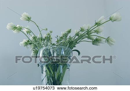Stock Image - Ranunculus in vase. Fotosearch