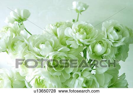Ranunculus View Large Photo Image Stock Photo - Ranunculus. Fotosearch