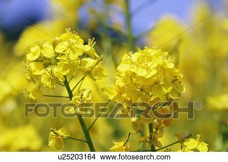Rape blossoms, close up View Large Photo Image Picture - Rape blossoms, close up. Fotosearch