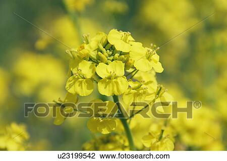 Stock Image - Rape blossoms, close up. Fotosearch