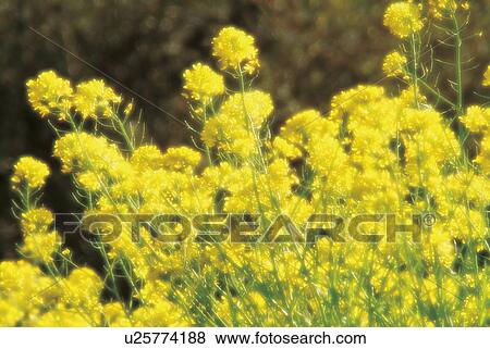 Rape blossoms, soft focus View Large Photo Image Stock Photo - Rape blossoms, soft focus. Fotosearch