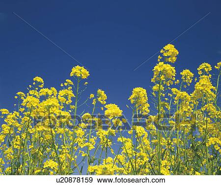 Rape blossoms under blue sky, blue background, Yokohama town, Aomori prefecture, Japan View Large Photo Image Stock Photo - Rape blossoms under blue sky, blue background, Yokohama town, Aomori prefecture, Japan . Fotosearch