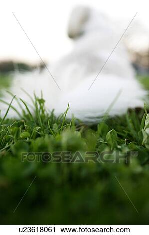 Rear view of Shih Tzu View Large Photo Image Stock Image - Rear view of Shih Tzu. Fotosearch