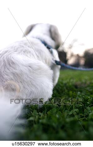 Rear view of Shih Tzu View Large Photo Image Stock Photo - Rear view of Shih Tzu. Fotosearch
