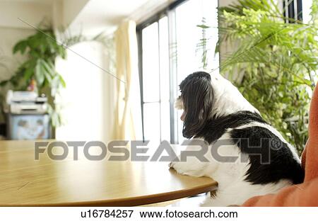 Rear view of Shih Tzu View Large Photo Image Stock Photo - Rear view of Shih Tzu. Fotosearch