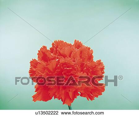 Red Carnation View Large Photo Image Stock Image - Red Carnation. Fotosearch