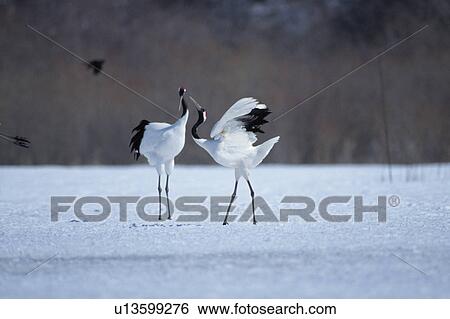 Red-crowned Crane, Hokkaido Prefecture, Japan View Large Photo Image Stock Photograph - Red-crowned Crane, Hokkaido Prefecture, Japan. Fotosearch