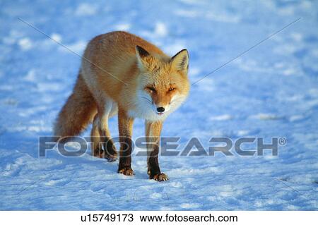 Stock Image - Red Fox, Hokkaido Prefecture, Japan. Fotosearch