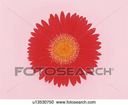 Red Gerbera Daisy View Large Photo Image Stock Image - Red Gerbera Daisy. Fotosearch