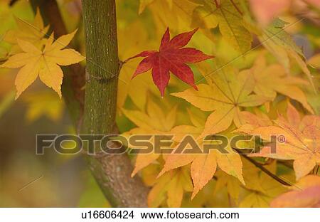 Picture - Red leaf among yellow leaves. Fotosearch