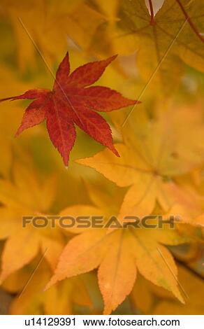 Red leaf among yellow leaves View Large Photo Image Stock Image - Red leaf among yellow leaves. Fotosearch