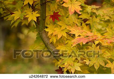 Stock Image - Red leaf among yellow leaves. Fotosearch