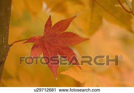 Stock Image - Red leaf among yellow leaves. Fotosearch