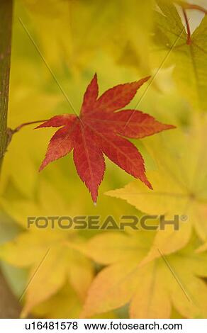 Stock Photo - Red leaf among yellow leaves. Fotosearch