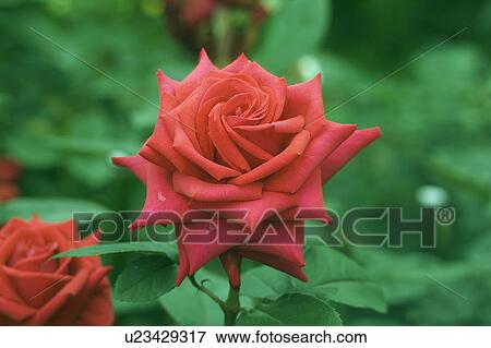 Stock Photo - Red roses, close up. Fotosearch