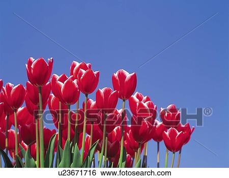 Stock Photograph - Red tulips against sky, blue background. Fotosearch
