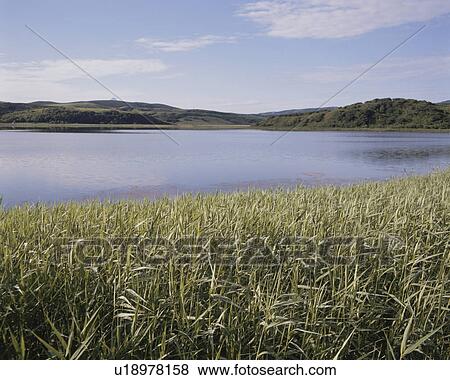 Reed canary grass beside water, Nanae town, Hokkaido prefecture, Japan View Large Photo Image Stock Photo - Reed canary grass beside water, Nanae town, Hokkaido prefecture, Japan. Fotosearch