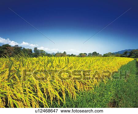 Stock Photo - Rice crop, Nagano Prefecture, Honshu, Japan. Fotosearch