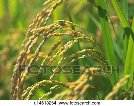 Rice crop View Large Photo Image Picture - Rice crop. Fotosearch