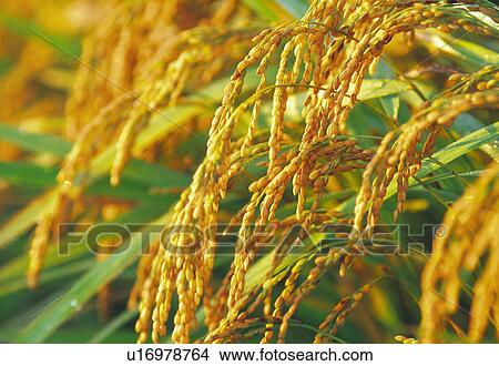 Picture - Rice crop. Fotosearch