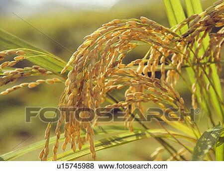 Stock Photo - Rice Ear. Fotosearch