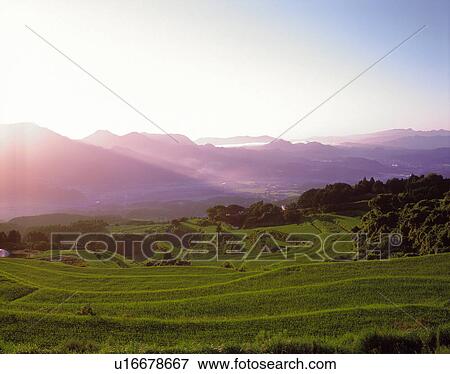 Rice field, Saga prefecture, Japan View Large Photo Image Stock Photo - Rice field, Saga prefecture, Japan. Fotosearch
