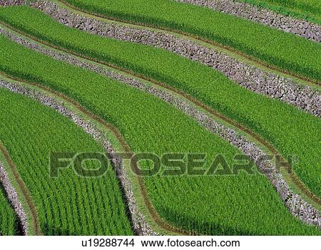 Rice Paddy View Large Photo Image Picture - Rice Paddy. Fotosearch