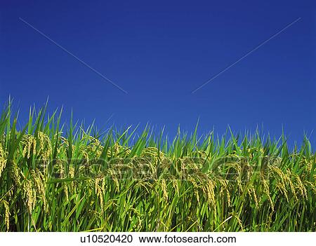 Rice Paddy View Large Photo Image Stock Image - Rice Paddy. Fotosearch