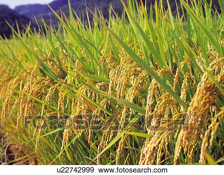 Rice Paddy View Large Photo Image Stock Photo - Rice Paddy. Fotosearch