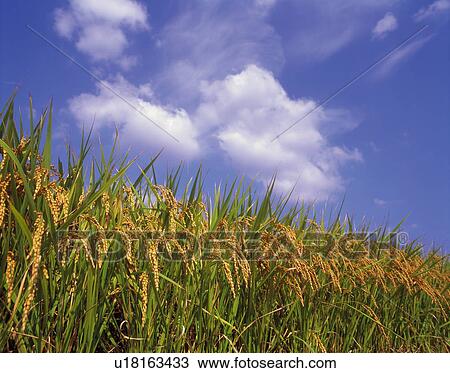 Rice plants under blue sky View Large Photo Image Stock Image - Rice plants under blue sky. Fotosearch