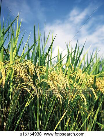 Rice plants under blue sky View Large Photo Image Stock Photo - Rice plants under blue sky. Fotosearch