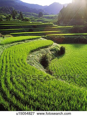 Stock Photo - Rice terraces, Saga Prefecture, Kyushu, Japan. Fotosearch