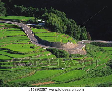 Stock Photo - Rice Terraces, Saga Prefecture, Kyushu, Japan. Fotosearch