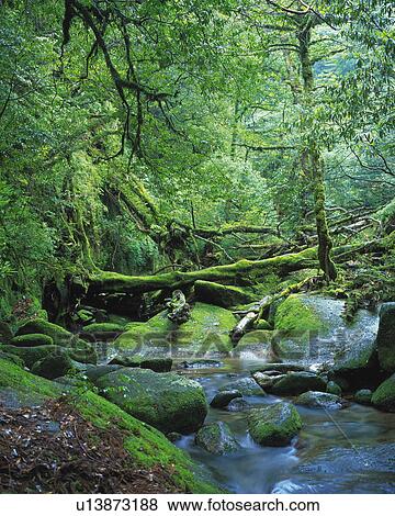 Stock Photo - River in green, Yakushima island, Kagoshima prefecture, Japan. Fotosearch