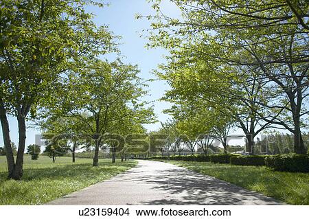Road Lined with Trees in Park View Large Photo Image Picture - Road Lined with Trees in Park. Fotosearch