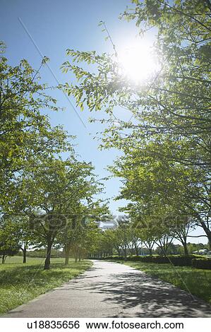 Road Lined with Trees in Park View Large Photo Image Stock Photograph - Road Lined with Trees in Park. Fotosearch