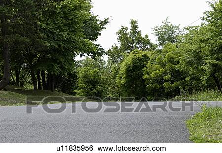 Stock Photograph - Road through forest, Tokyo prefecture, Japan. Fotosearch