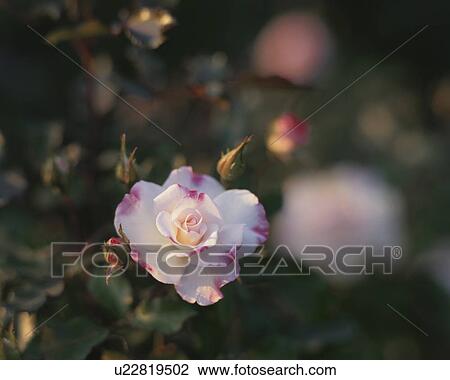 Stock Image - Rose, Abigail. Fotosearch