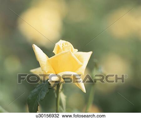 Rose, Amatsuotome View Large Photo Image Stock Image - Rose, Amatsuotome. Fotosearch