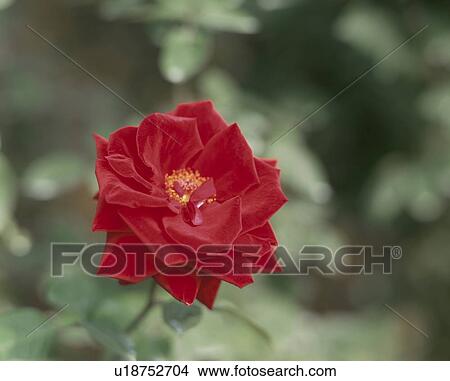Rose, American Spirit View Large Photo Image Picture - Rose, American Spirit. Fotosearch