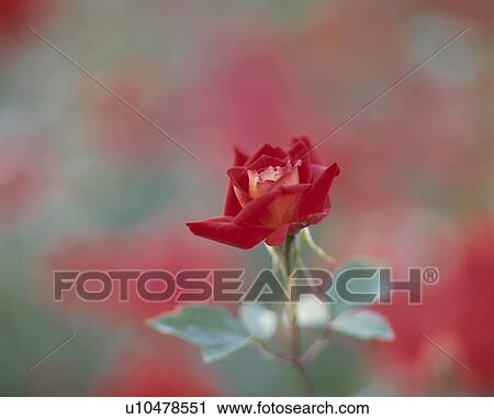 Rose, Brilliant Light View Large Photo Image Stock Image - Rose, Brilliant Light. Fotosearch