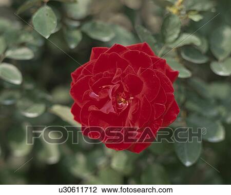 Stock Image - Rose, Canasta. Fotosearch