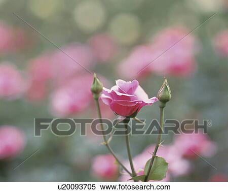 Rose, Carina View Large Photo Image Stock Photography - Rose, Carina. Fotosearch