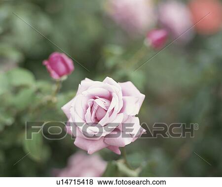 Stock Photo - Rose, Charles De Gaulle. Fotosearch