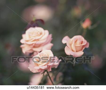 Stock Image - Rose, Cherish. Fotosearch
