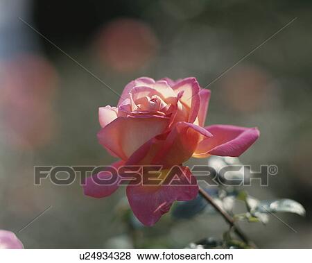 Rose, Chicago Peace View Large Photo Image Stock Photo - Rose, Chicago Peace. Fotosearch