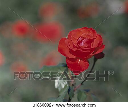 Rose, Chorus View Large Photo Image Stock Photo - Rose, Chorus. Fotosearch